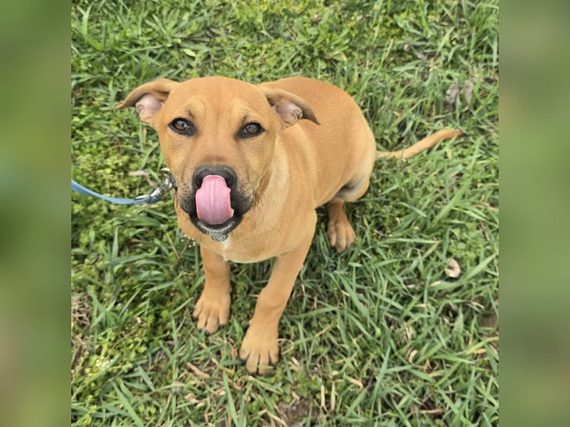 Macchiato Herzensbrecher (auf Pflegestelle in Schleswig Holstein)