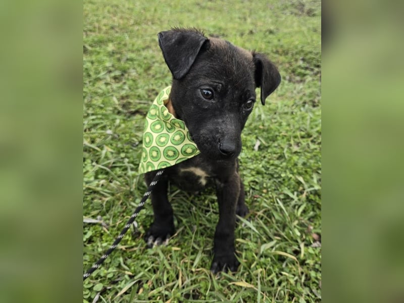 Gadget - einer von 8 im Müll entsorgt!