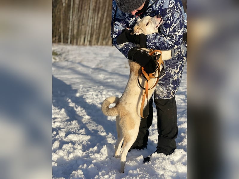 Mischling Jess aus Moskau: Hat Liebe und Energie zu verschenken