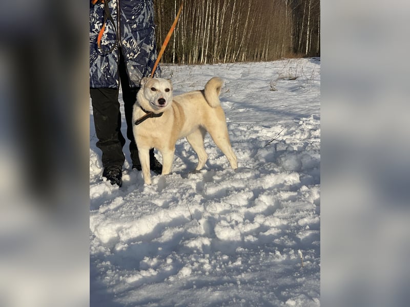 Mischling Jess aus Moskau: Hat Liebe und Energie zu verschenken