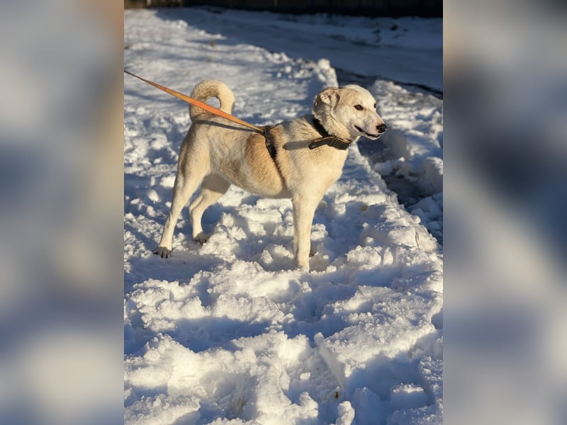 Mischling Jess aus Moskau: Hat Liebe und Energie zu verschenken