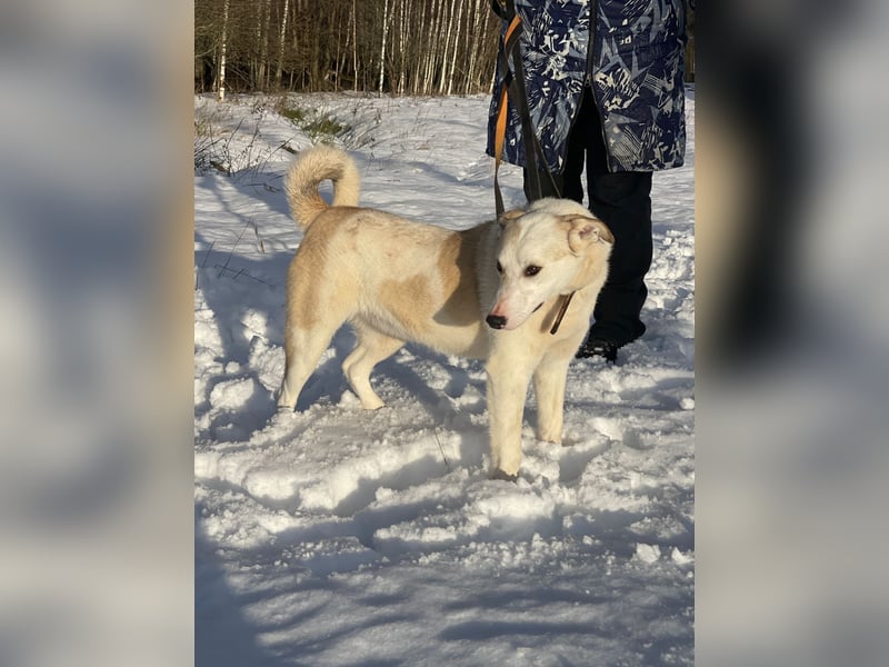 Mischling Jess aus Moskau: Hat Liebe und Energie zu verschenken