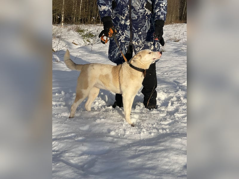 Mischling Jess aus Moskau: Hat Liebe und Energie zu verschenken