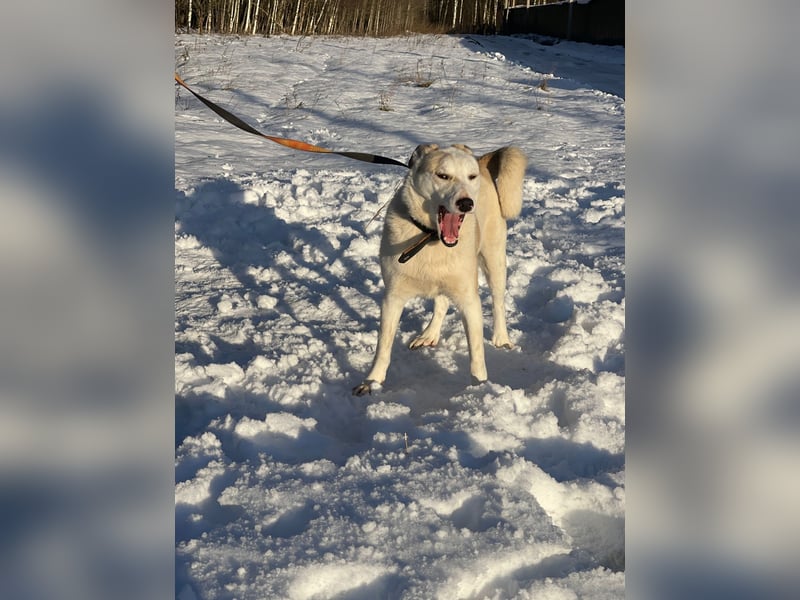 Mischling Jess aus Moskau: Hat Liebe und Energie zu verschenken