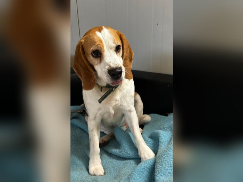 MANFRED & HOPE - ein unzertrennliches Duo sucht gemeinsam ein Zuhause!