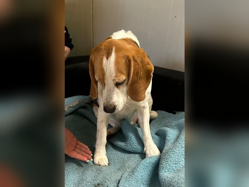 MANFRED & HOPE - ein unzertrennliches Duo sucht gemeinsam ein Zuhause!