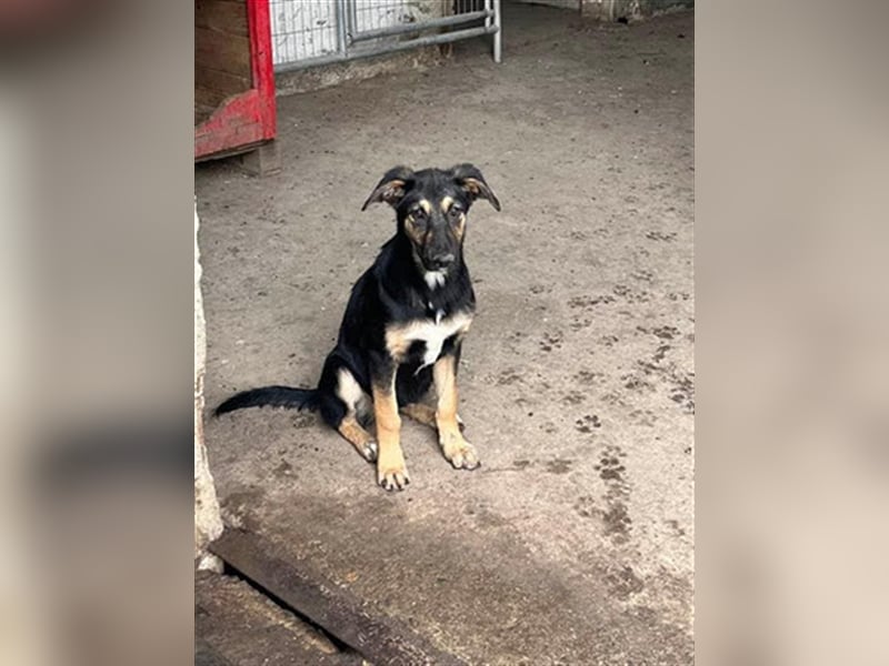 YANA - wünscht sich so sehr ein Zuhause!