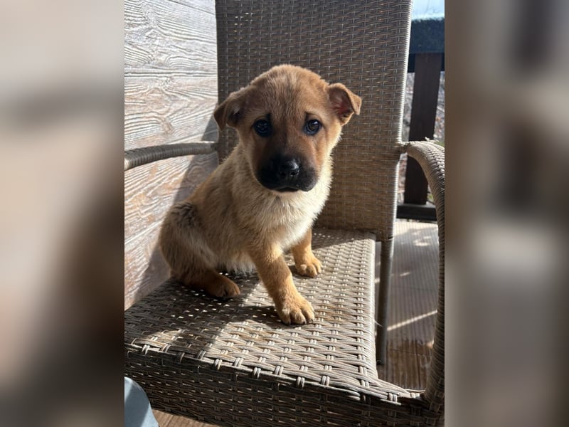 MONCHOU ist ein freundlicher, neugieriger Welpe