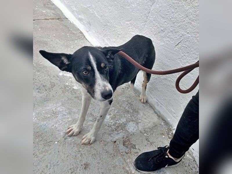 Sarabi, schüchterne junge Lady, sucht wie ihre Geschwister ein Zuhause