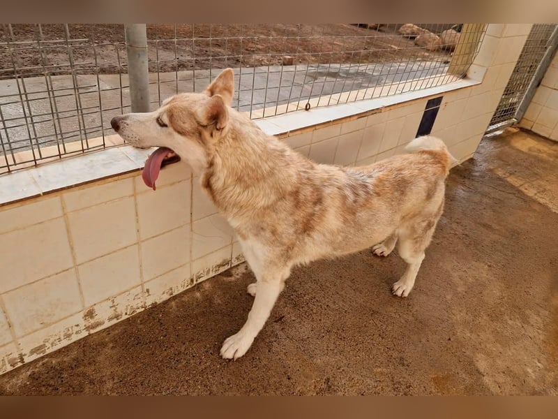 LAILA - eine bildschöne Husky-Dame