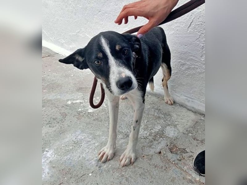 Sarabi, schüchterne junge Lady, sucht wie ihre Geschwister ein Zuhause