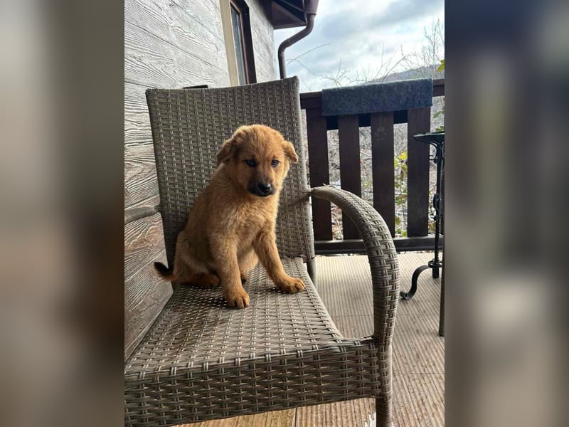 MONCHIE ist ein freundlicher, neugieriger Welpe
