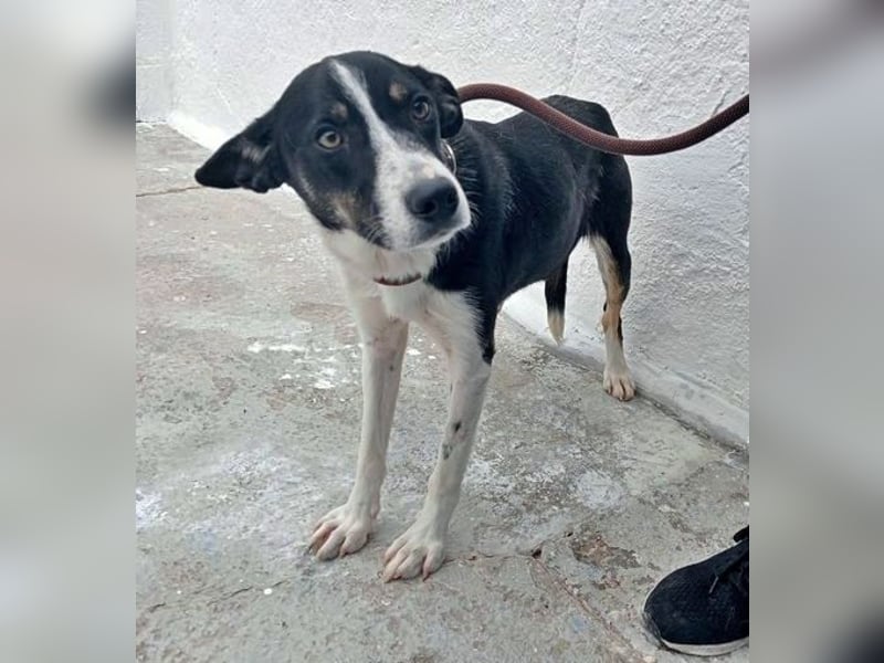 Sarabi, schüchterne junge Lady, sucht wie ihre Geschwister ein Zuhause