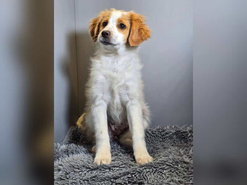 Belissi - auf der Suche nach einem Lebensfreund!