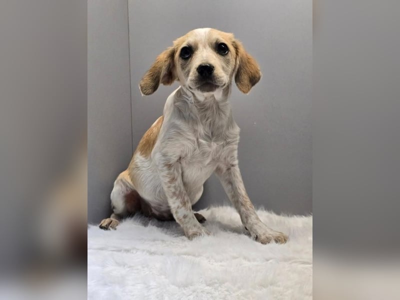BELLA -  Kleines Herzchen auf der Suche nach Wärme