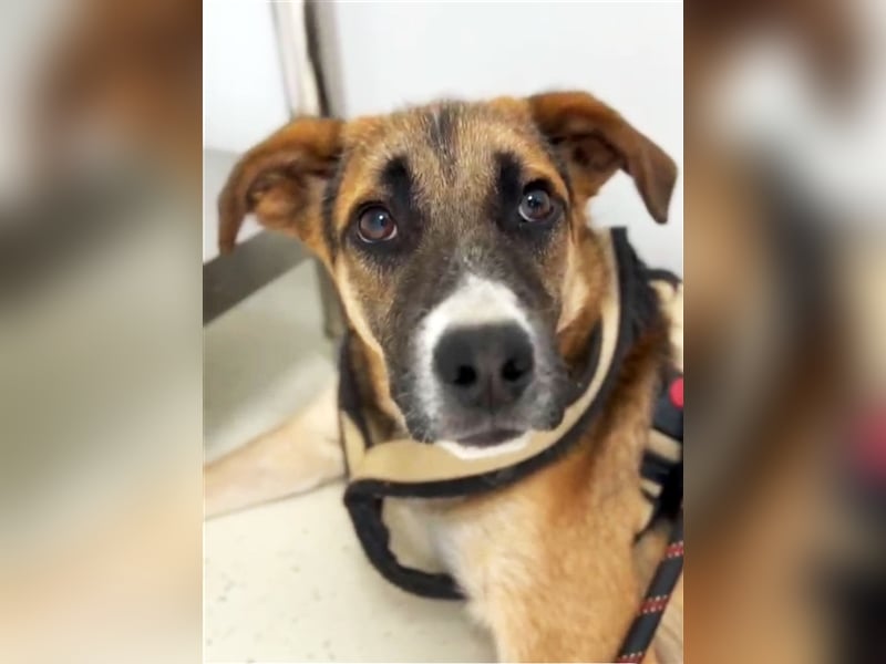 Harley, viel zu lange wurde er isoliert, wer gibt ihm eine Chance