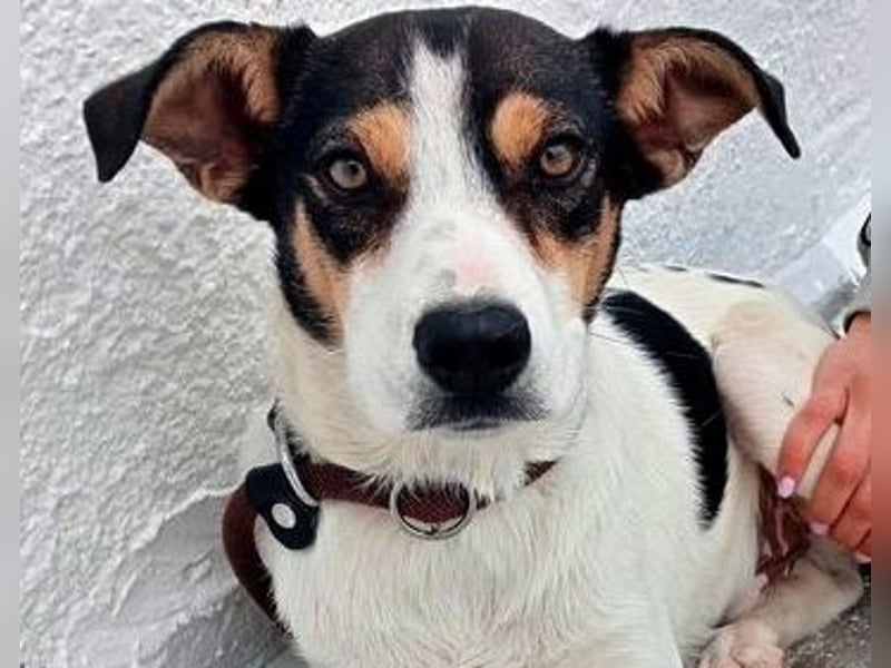 Aiko, schüchterner junger Rüde sucht Familienanschluss