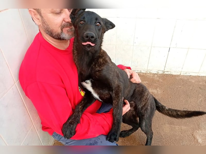 NICO ein aktiver und kluger Begleiter