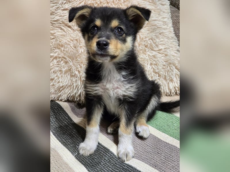 JENNY- ein tapferes Welpenmädchen sucht sein Glück!