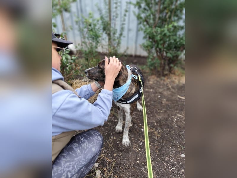 LEON der feine Hundejunge