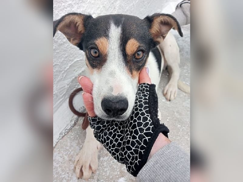 Aiko, schüchterner junger Rüde sucht Familienanschluss