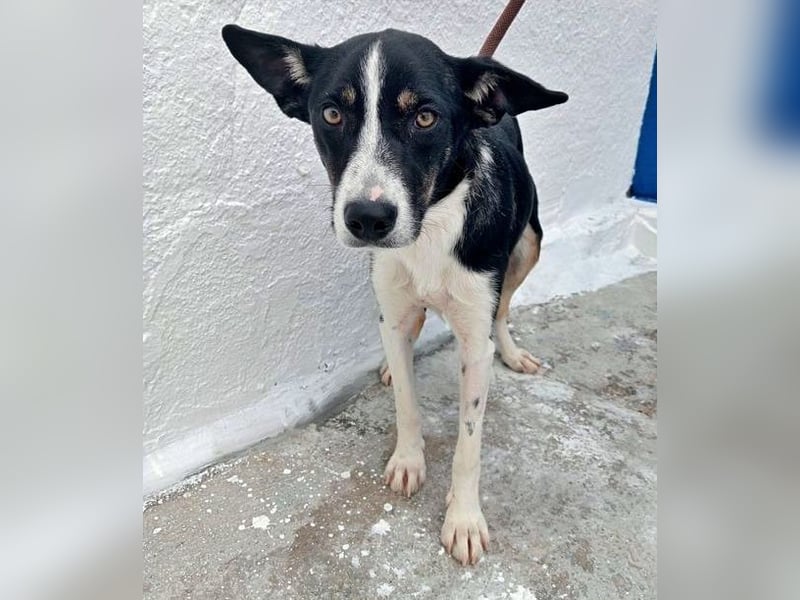 Sarabi, schüchterne junge Lady, sucht wie ihre Geschwister ein Zuhause