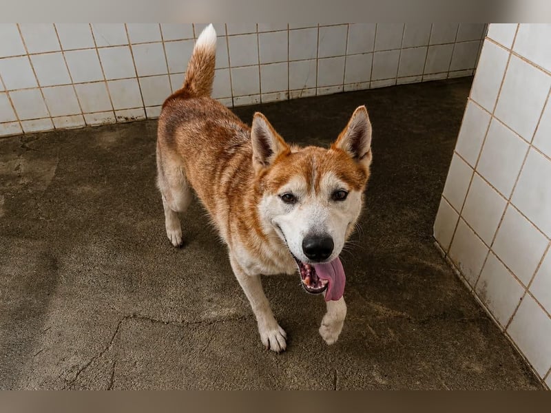LAILA - eine bildschöne Husky-Dame