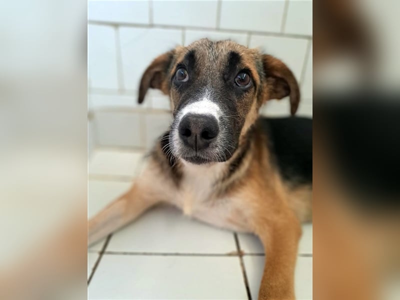 Harley, viel zu lange wurde er isoliert, wer gibt ihm eine Chance