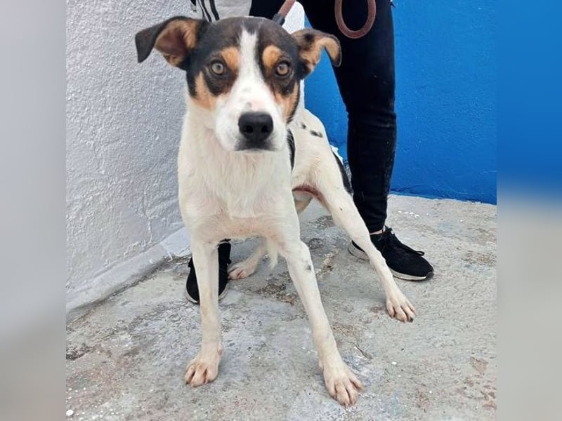 Aiko, schüchterner junger Rüde sucht Familienanschluss