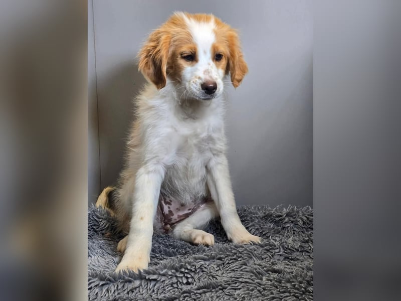 Belissi - auf der Suche nach einem Lebensfreund!