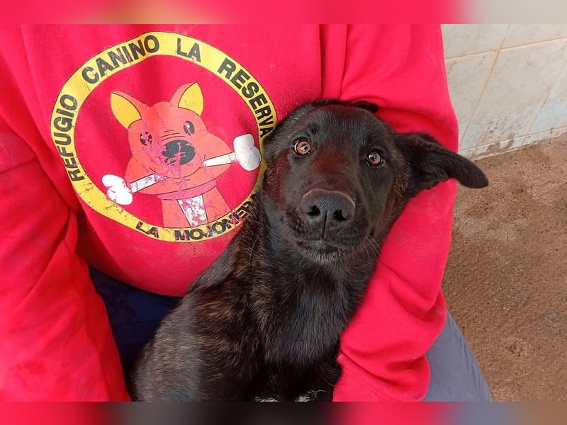 NICO ein aktiver und kluger Begleiter