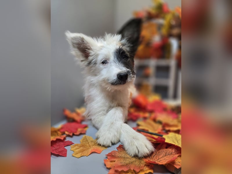 HARPER ein Sonnenschein