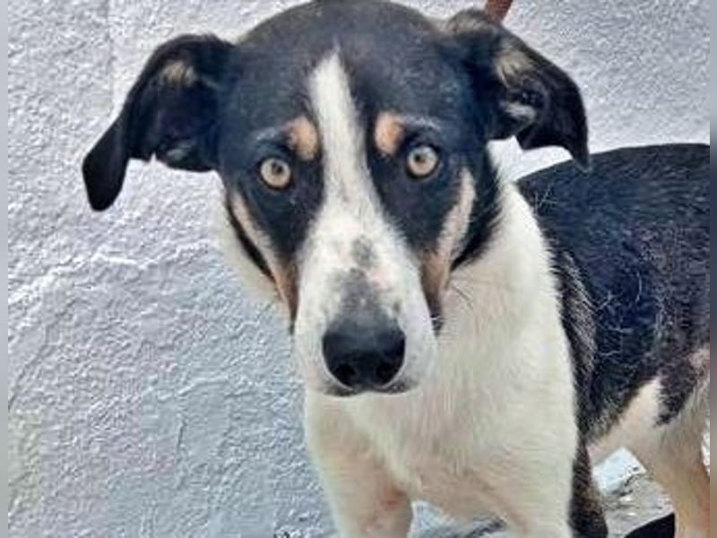 Naira, mit ihren Geschwistern Aiko und Sarabi sucht sie auch ein Körbchen