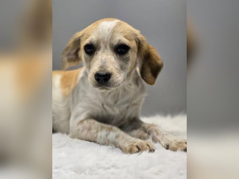 BELLA -  Kleines Herzchen auf der Suche nach Wärme