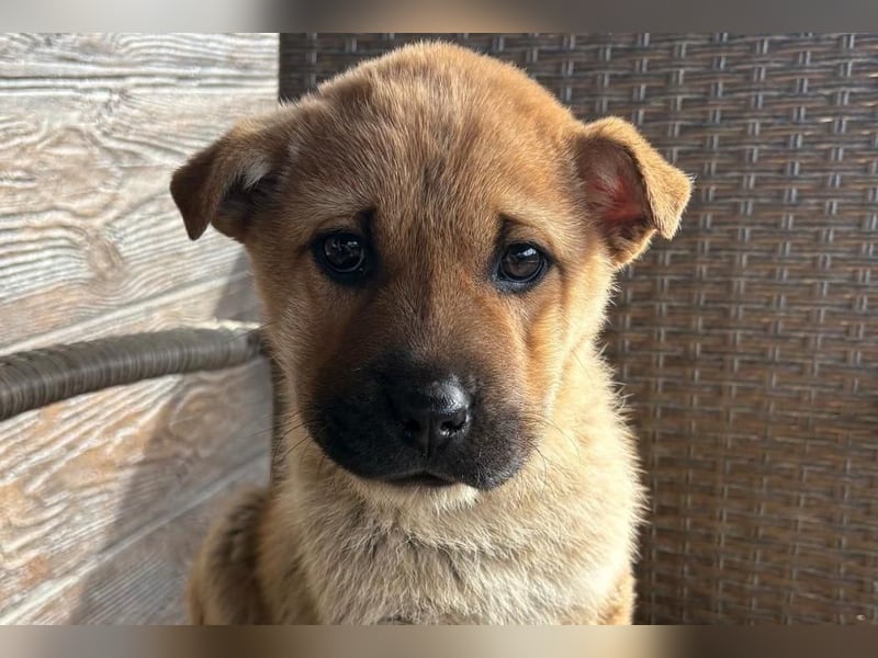 MONCHOU ist ein freundlicher, neugieriger Welpe