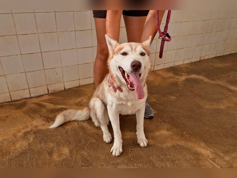 LAILA - eine bildschöne Husky-Dame