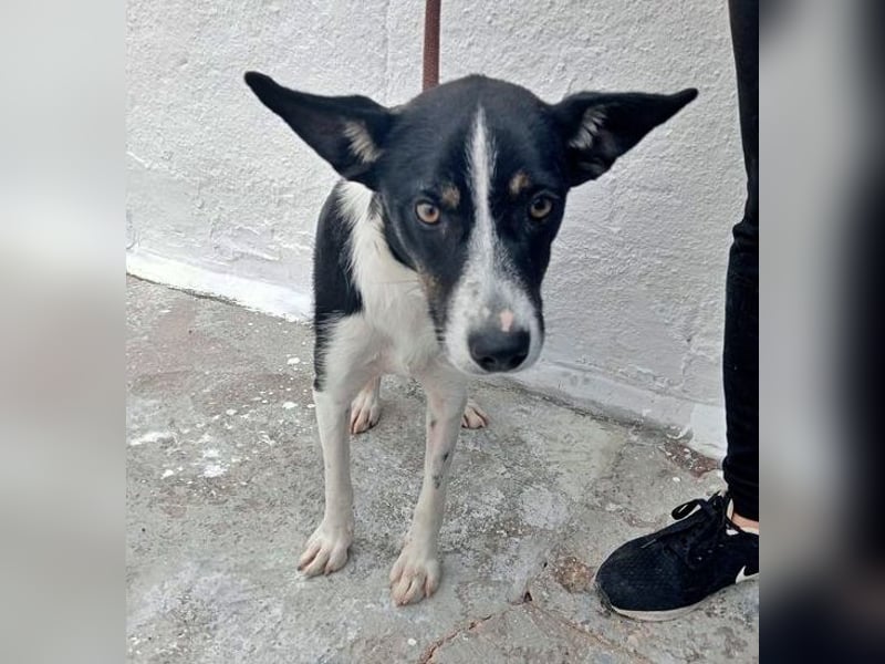 Sarabi, schüchterne junge Lady, sucht wie ihre Geschwister ein Zuhause