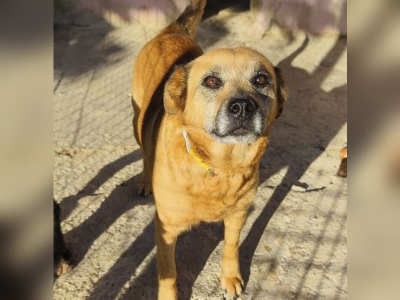 TELKA - die kleine Grauschnute!