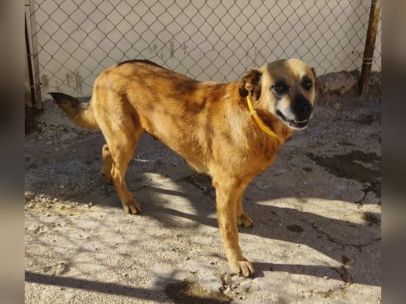 TELKA - die kleine Grauschnute!