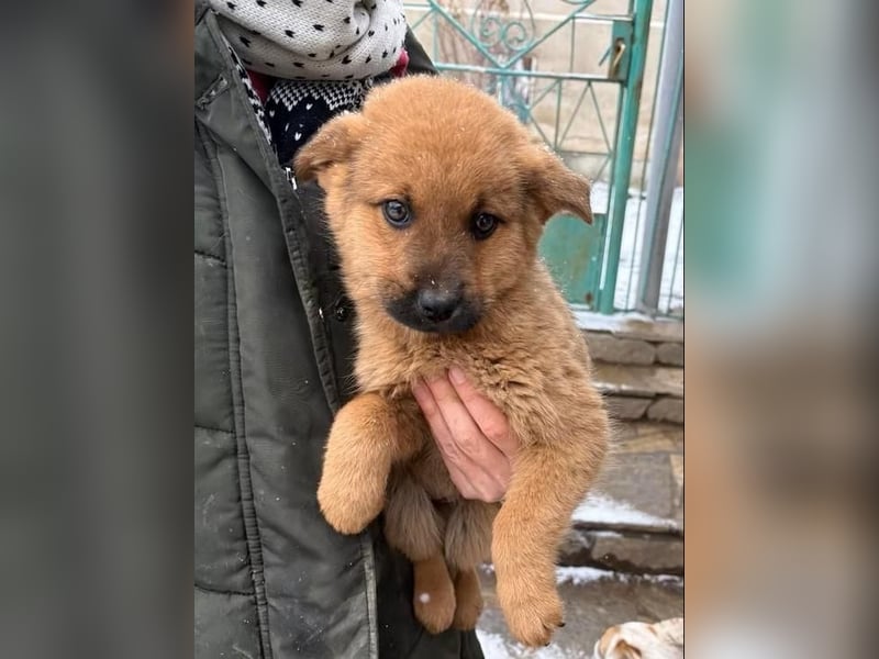 MONCHIE ist ein freundlicher, neugieriger Welpe