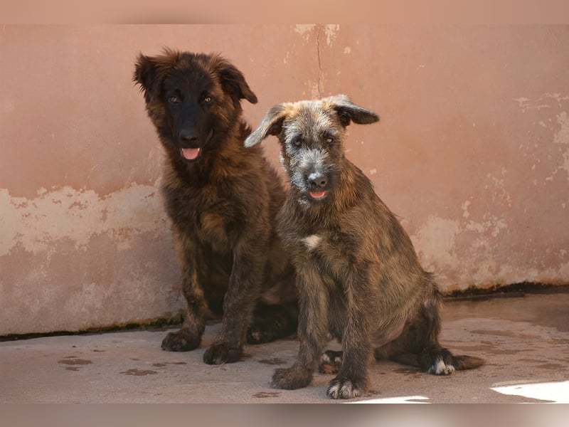 BONBON - ein Traum auf 4 Pfoten!