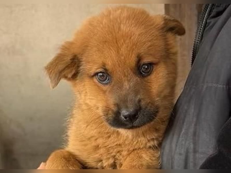 MONCHIE ist ein freundlicher, neugieriger Welpe