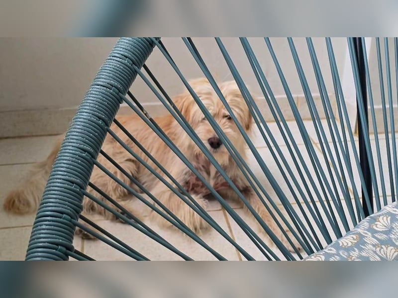 FIPS ein kleiner Wuschel