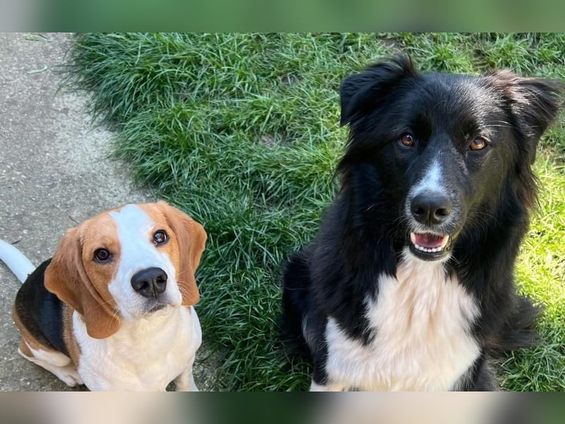 MANFRED & HOPE - ein unzertrennliches Duo sucht gemeinsam ein Zuhause!