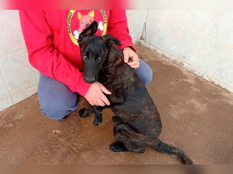 NICO ein aktiver und kluger Begleiter