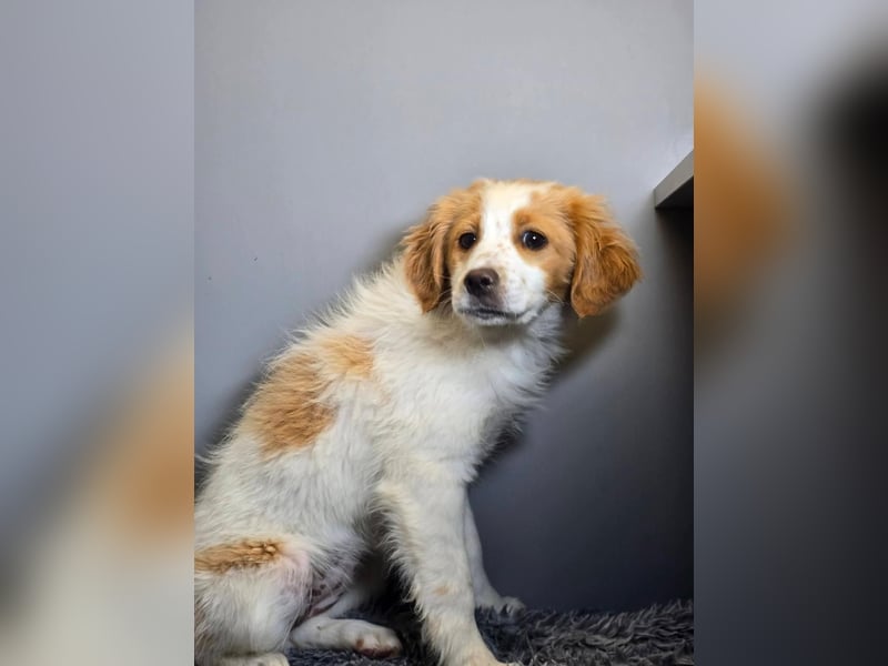 Belissi - auf der Suche nach einem Lebensfreund!