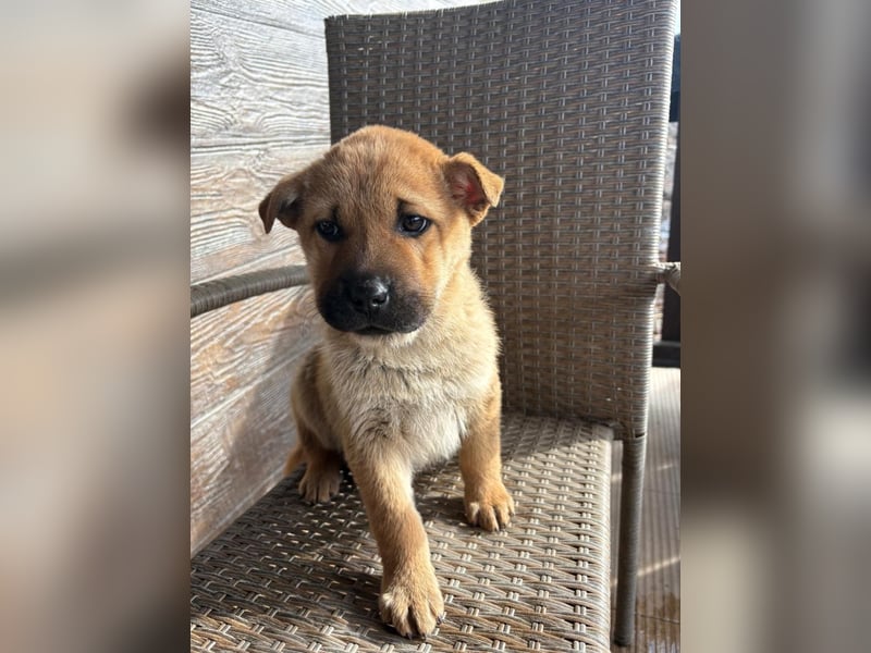 MONCHOU ist ein freundlicher, neugieriger Welpe