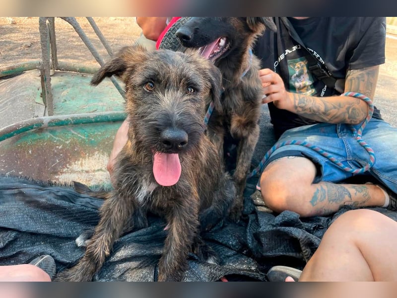 BONBON - ein Traum auf 4 Pfoten!