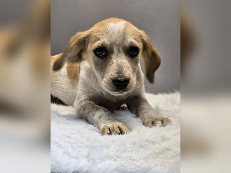 BELLA -  Kleines Herzchen auf der Suche nach Wärme
