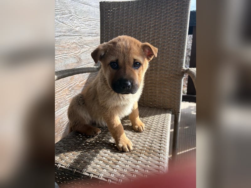 MONCHOU ist ein freundlicher, neugieriger Welpe